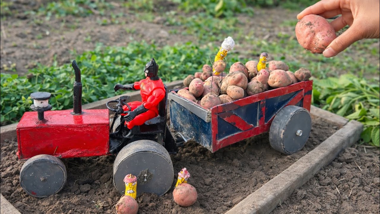 DIY Mini Tractor Farming | Real Potato Harvest in Mini Farm | Medium Project