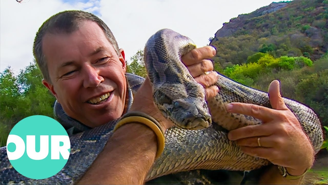 Snakes That Kill By Squeezing Their Prey To Death | Our World