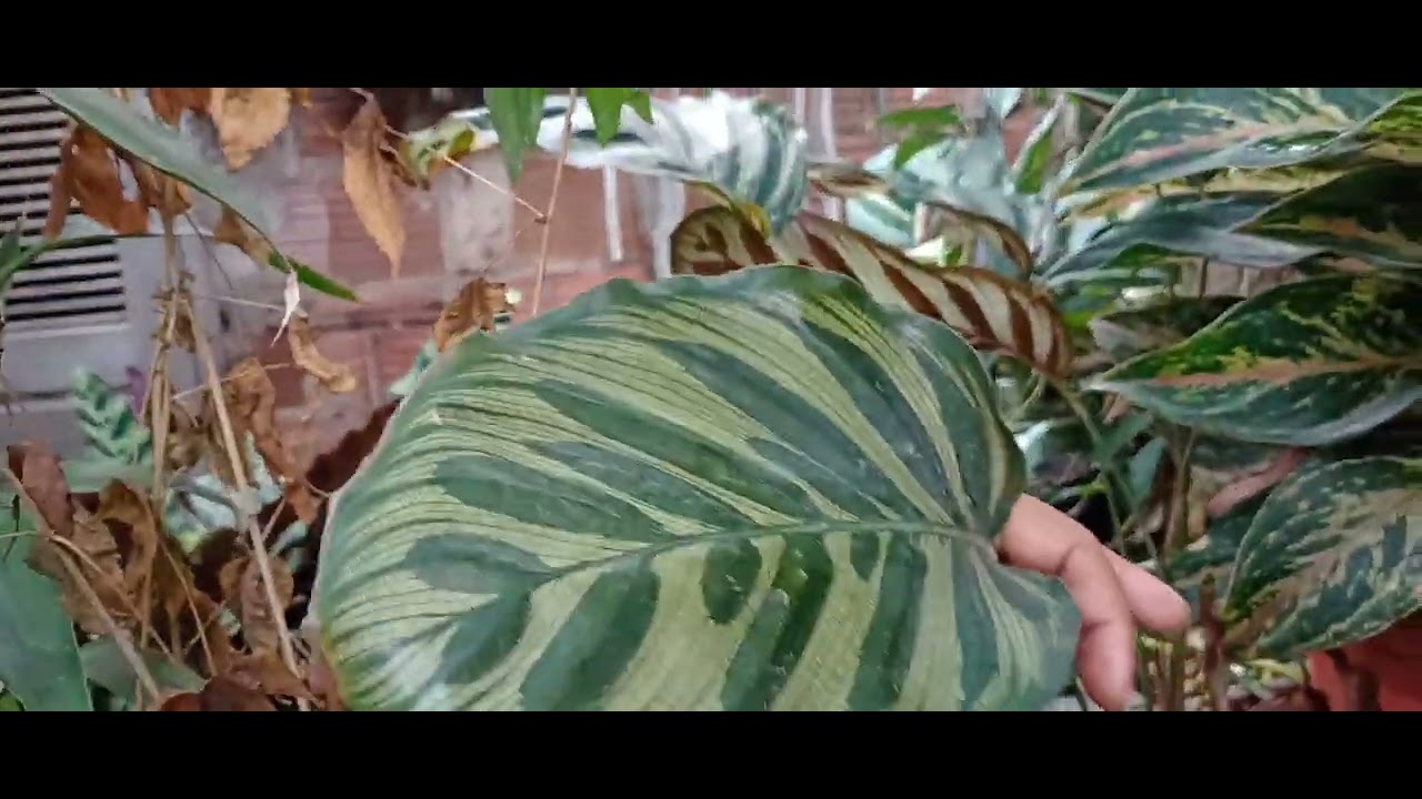 Um ótimo domingo com muitas flores e saúde para todos