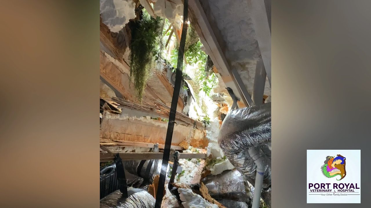 ELSA Tornado destroys Port Royal Vet Hospital