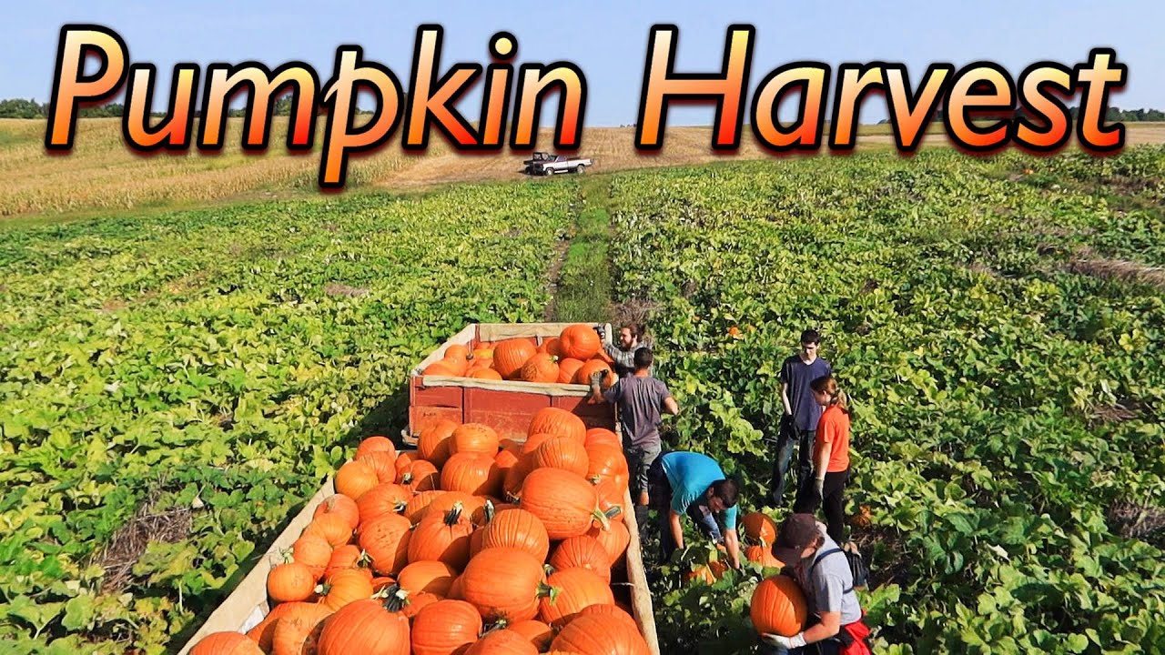 Сбор тыкв на фермах Wishwell Farms!