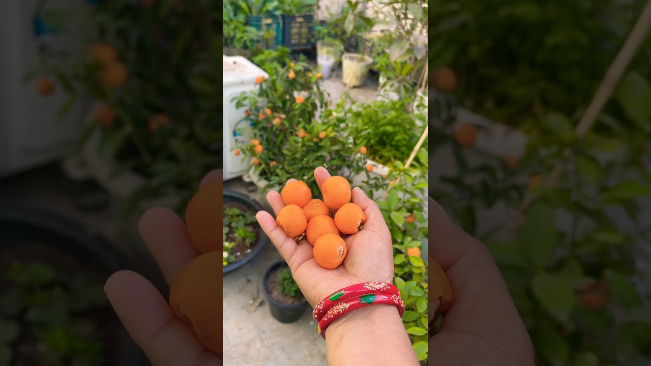 Sweet lemon 🍋 harvesting #fruitharvest #orange #fruitcutting #youtubeshorts