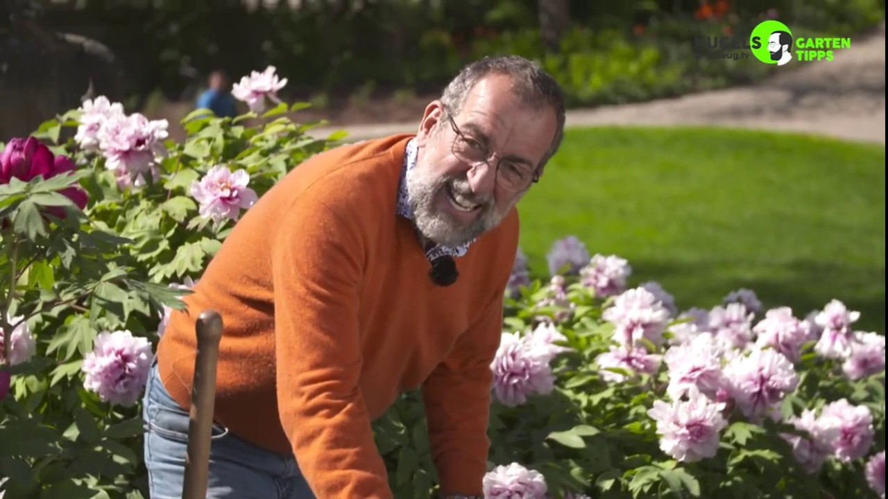 Strauchpfingstrosen pflanzen - Gartentipps von Volker Kugel - www.grünzeug.tv