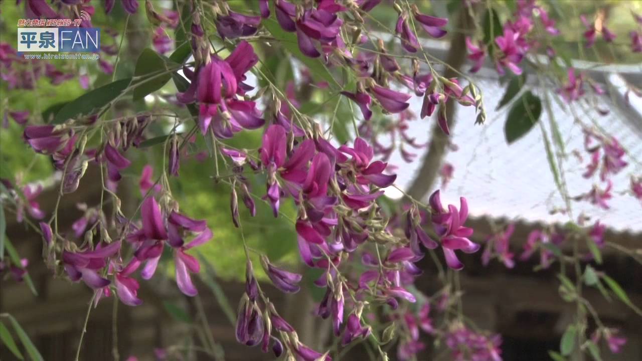 【English】All about Hiraizumi #58 Motsu-ji Hagi Festival