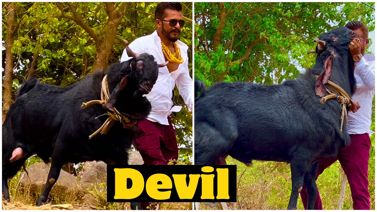 Devil - The Favorite Goat of MD Goat Farm, 1st RU of Face Off Challenge 2022