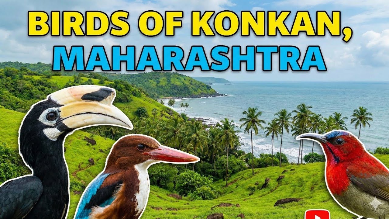 Birds of Konkan, Maharashtra, India