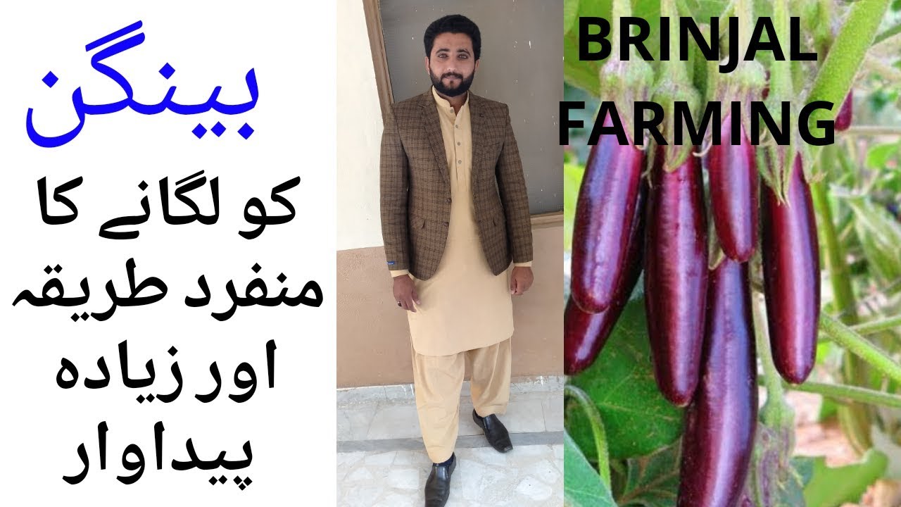 Brinjal farming in pakistan||Bangan field||Agriculture guru||