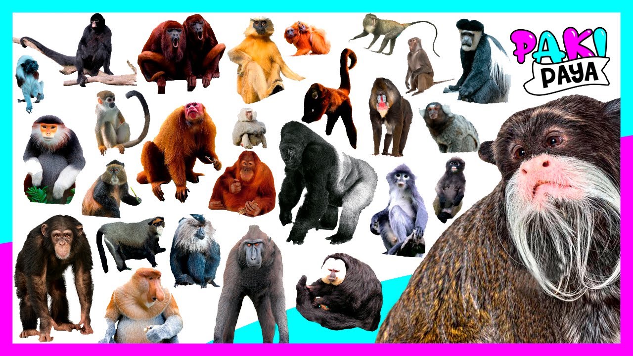 ¡TIPOS DE PRIMATES! Monos🐵simio🦍macaco🦧 mico🐒 Types of Monkeys. 원숭이 - обезьяны