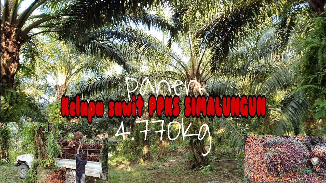Kelapa sawit PPKS SIMALUNGUN panen 4.770kg di awal mei