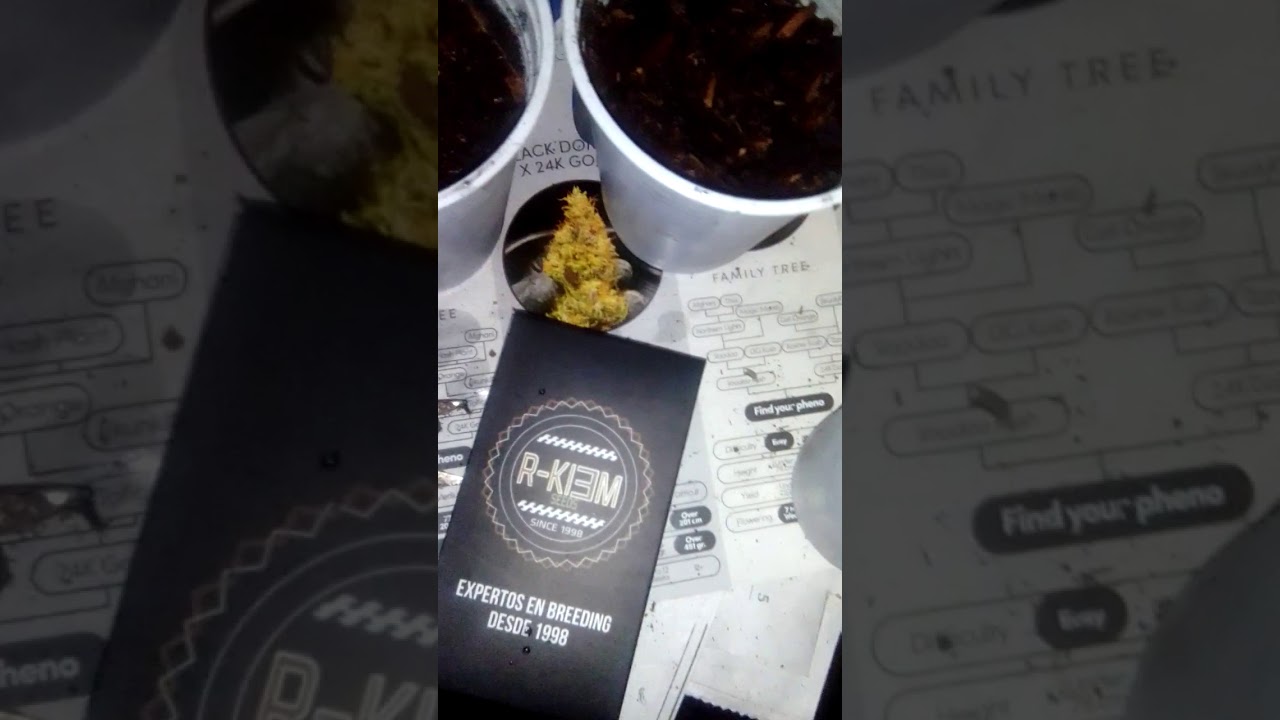Harybo R-KIEM seeds