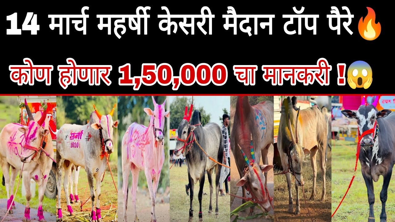14 मार्च महर्षी केसरी मैदान टॉप पैरे कोण होणार 1,50,000 चा मानकरी ! कोणता नंदी कोणाबरोबर पळणार बघा 