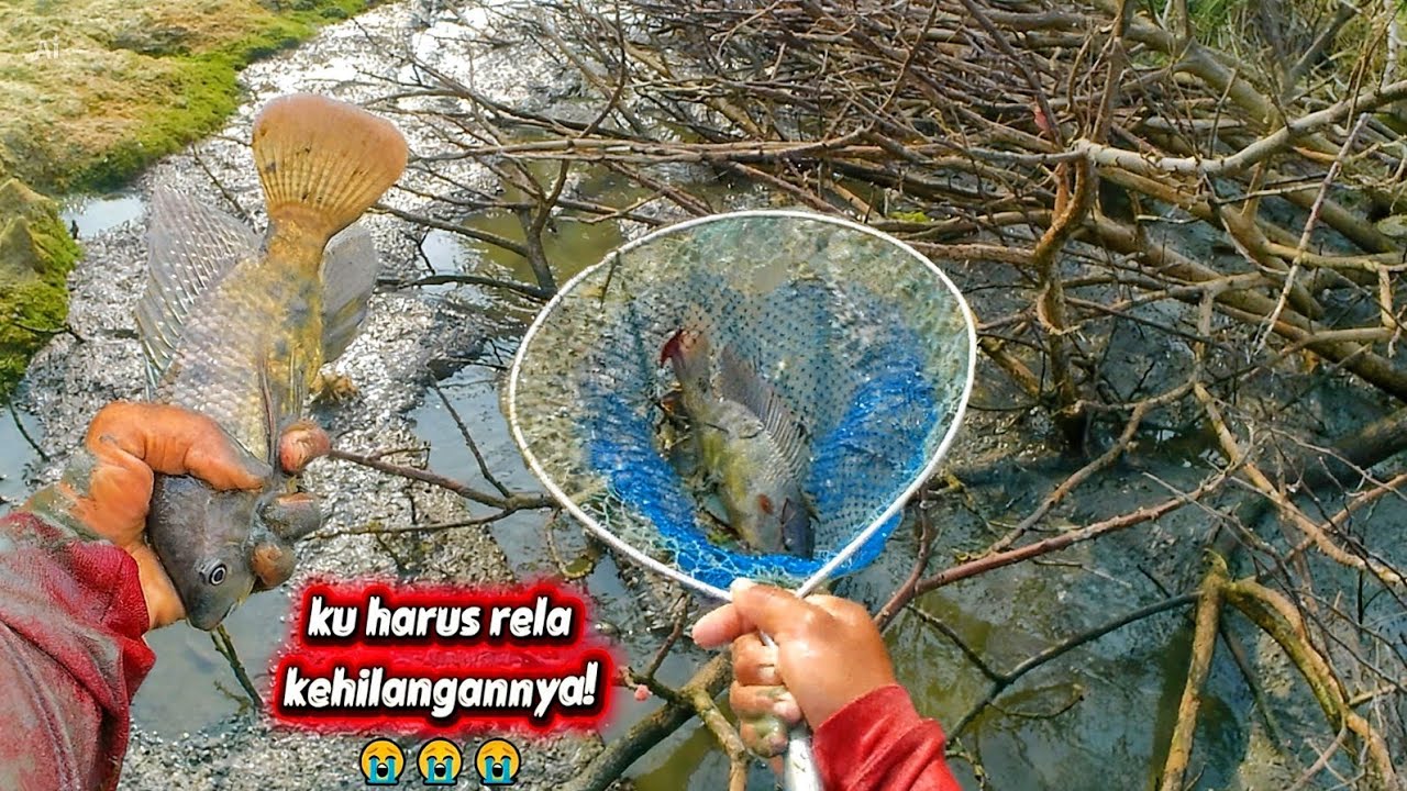 ketimbang nyawa taruhannya! terpaksa ikan ini aku relakan di ambil alih mereka 😌😭