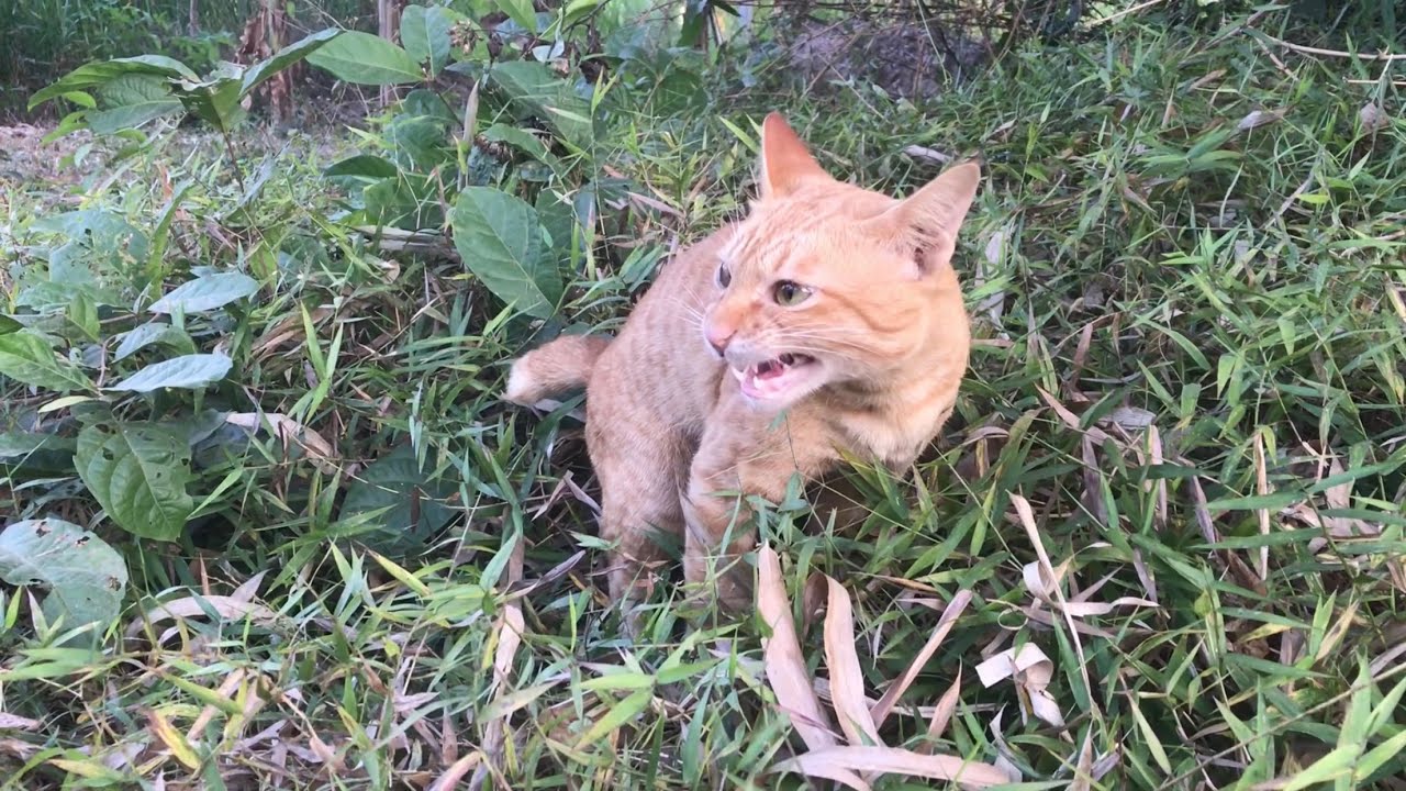 Lost in the forest alone, so hungry.