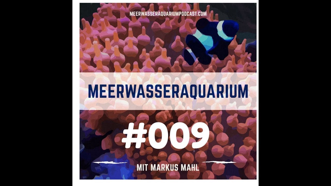 Rote Schmieralgen im Meerwasseraquarium - Aquarium West GmbH M&uuml;nchen