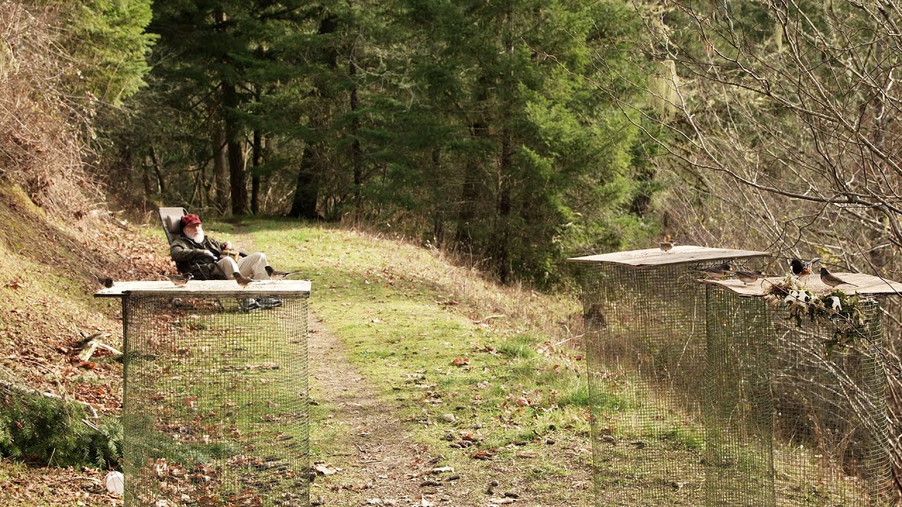 Western Oregon wild bird feeding station