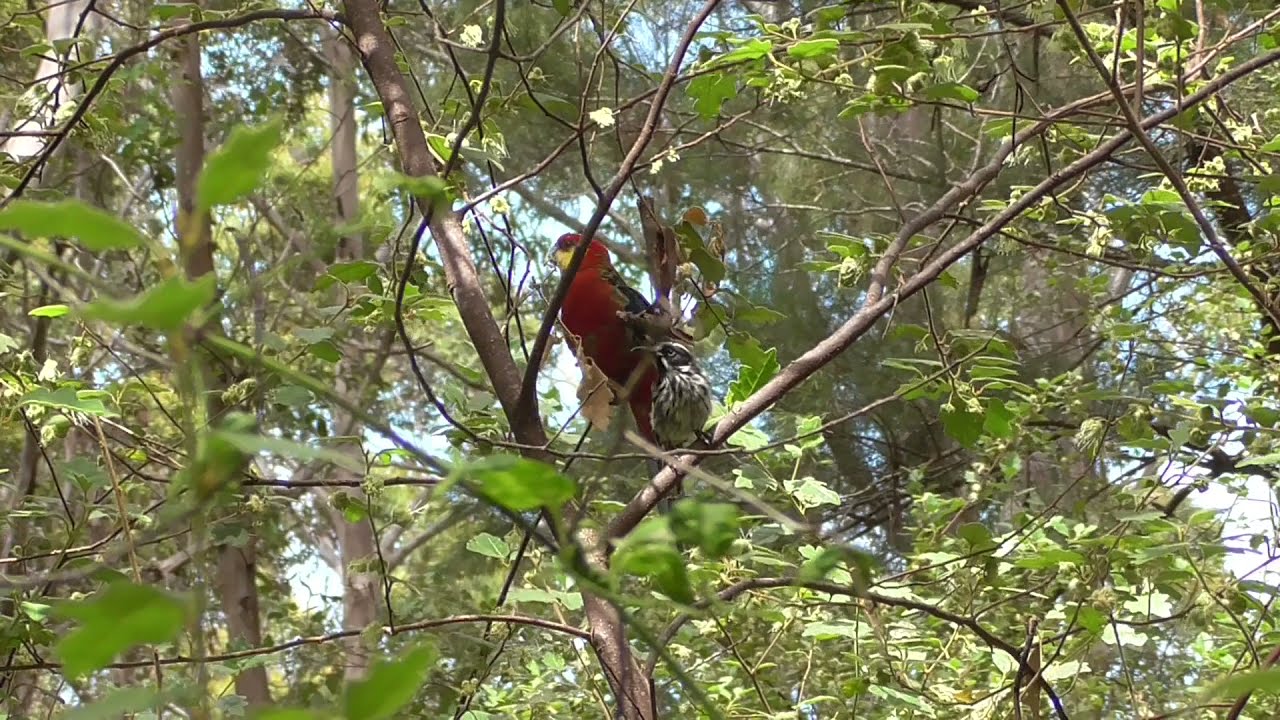 Male Western Rosella Parrot & New Holland Honeyeater