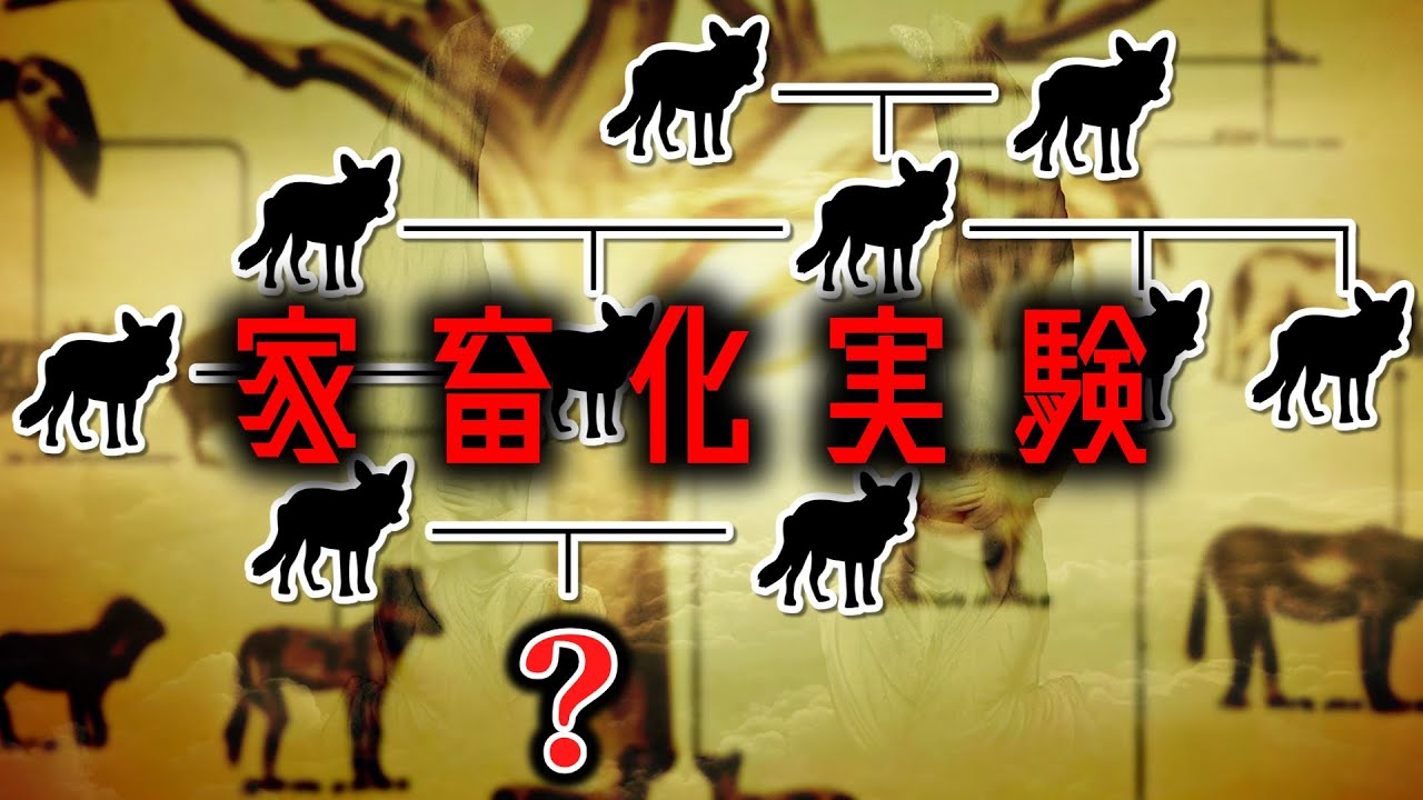 【自然界と真逆】弱い個体同士を40年以上交配させた結果【ゆっくり解説】【雑学】