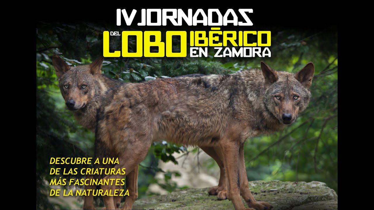 IV JORNADAS DEL LOBO IBÉRICO EN ZAMORA -El lobo en la Sierra de la Culebra. Situación y conservación