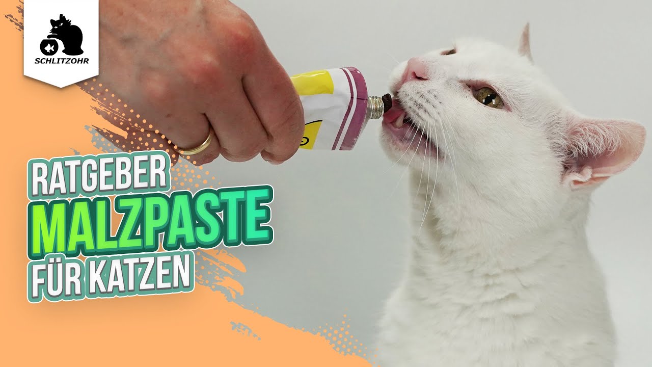 🔥 Malzpaste für Katzen | Vor- und Nachteile | sinnvoll oder schädlich? | Tipps & Tricks