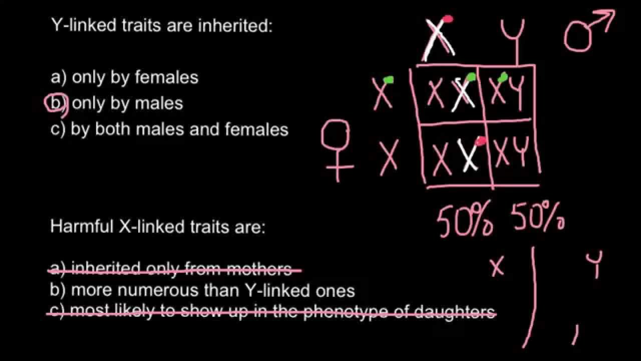 How X and Y-linked traits are inherited