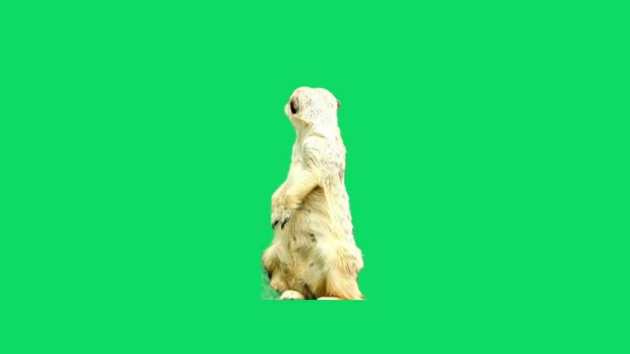 Green Screen Meerkat With Real Movement  | Graphics For Projects Videos (Free To Use)