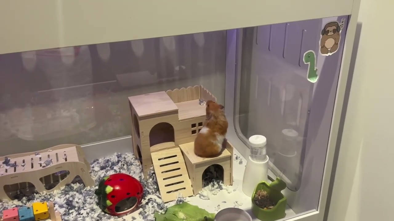 #babyanimals #hamster #pets #cuteanimals #cute #animals #fluffy #funny #adorable #babyhamster