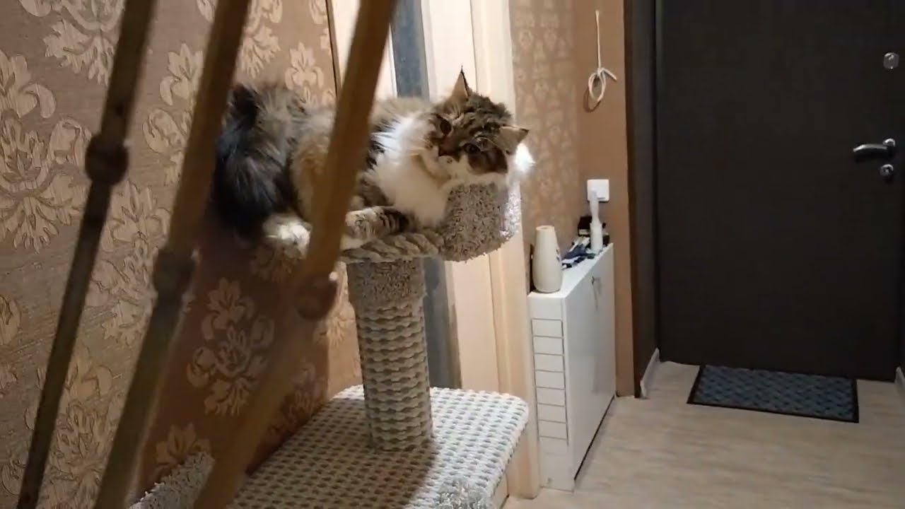 Сибирский кот Потап. Нападает на хозяина