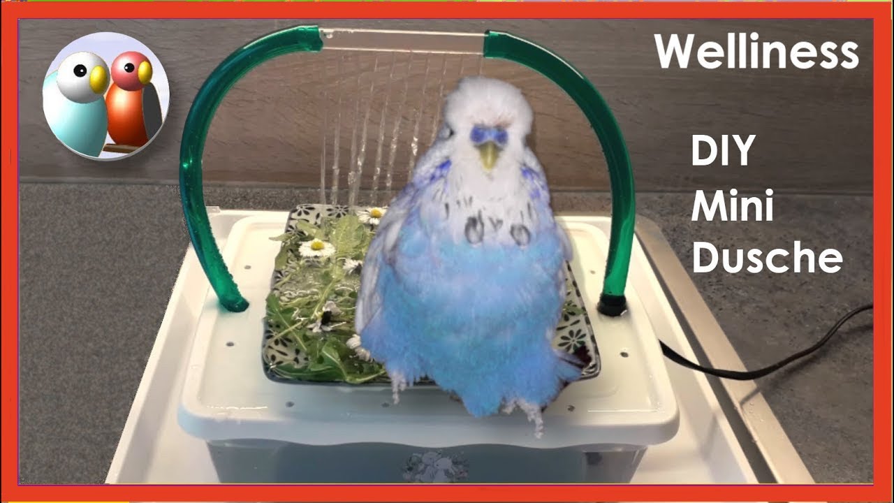 Diy: Die 4 Min Bauanleitung für eine Wellensittich- Dusche  220