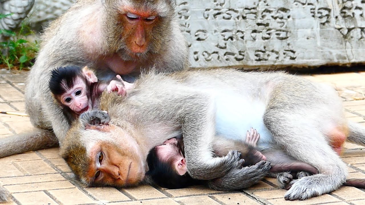 Mama Monkey RANY lazy take care of the baby She always sleeps give milk