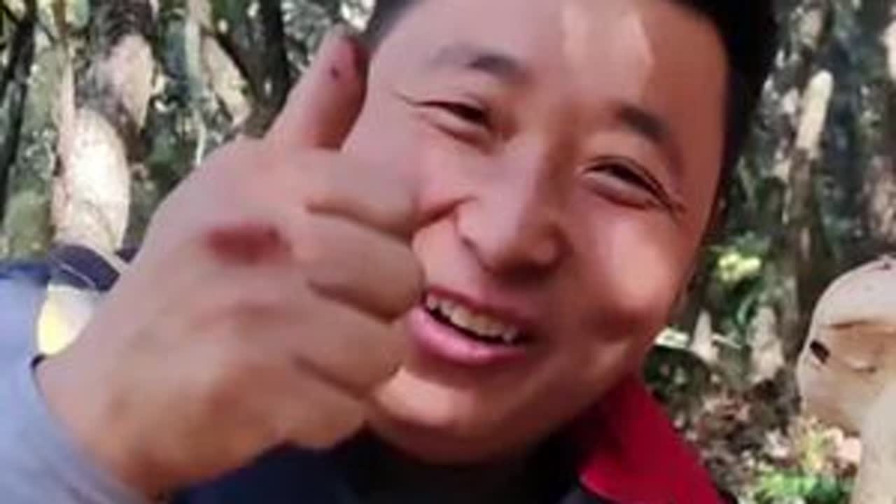 小金松茸生长在高海拔无污染的原始森林中，所依附的树平均树龄都在50年以上，生长环境较为苛刻，因此其品质也较为优良。总的来说，小金松茸是一种口感鲜美、品质优良的食材，具有较高的营养价值和药用价值。