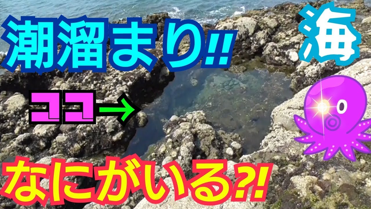 潮溜まりで生き物観察！#1  フッカツノエフ【タイドプール】