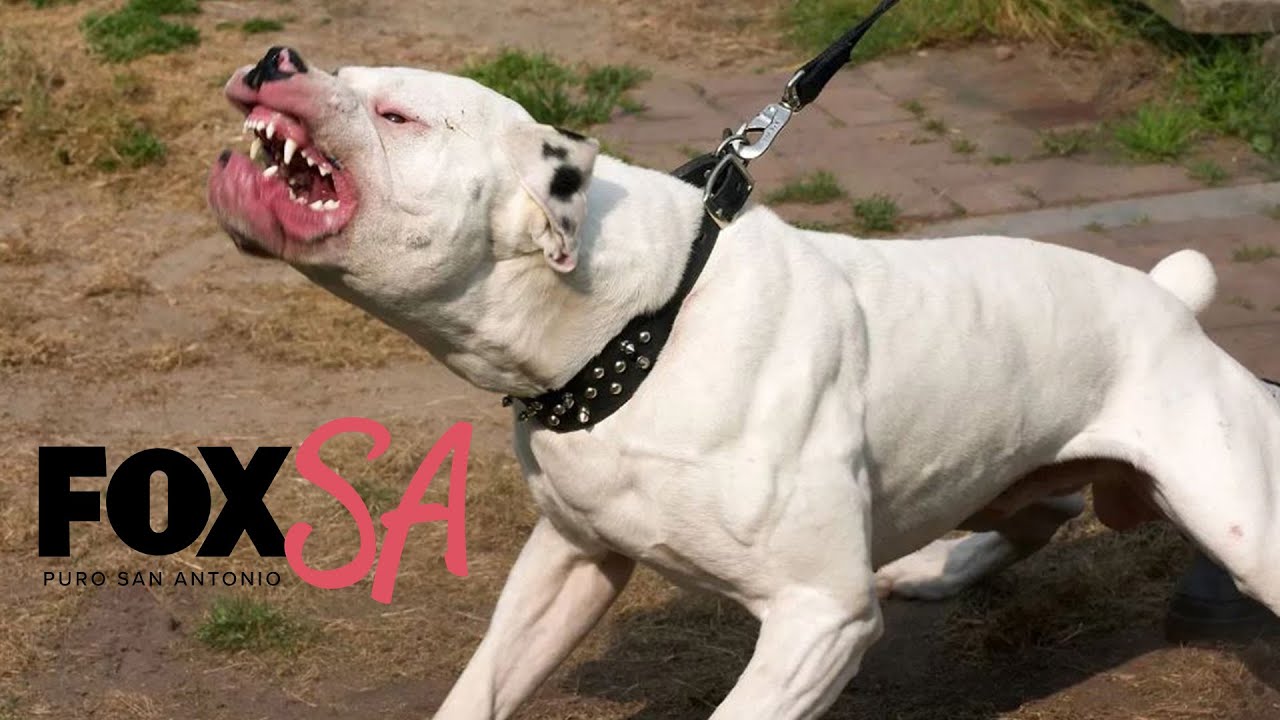 Texas law permits use of deadly force in dog attacks: San Antonio legal expert weighs in