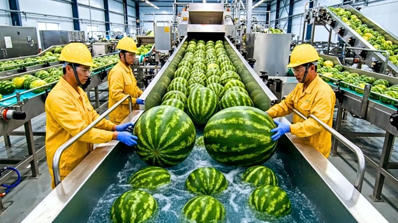 Dentro de una fábrica high-tech de sandía | Corte perfecto y producción de jugo