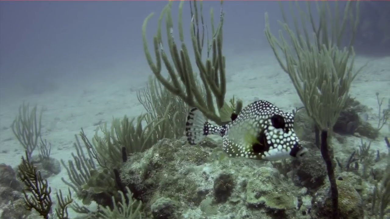 Diving in Vieques