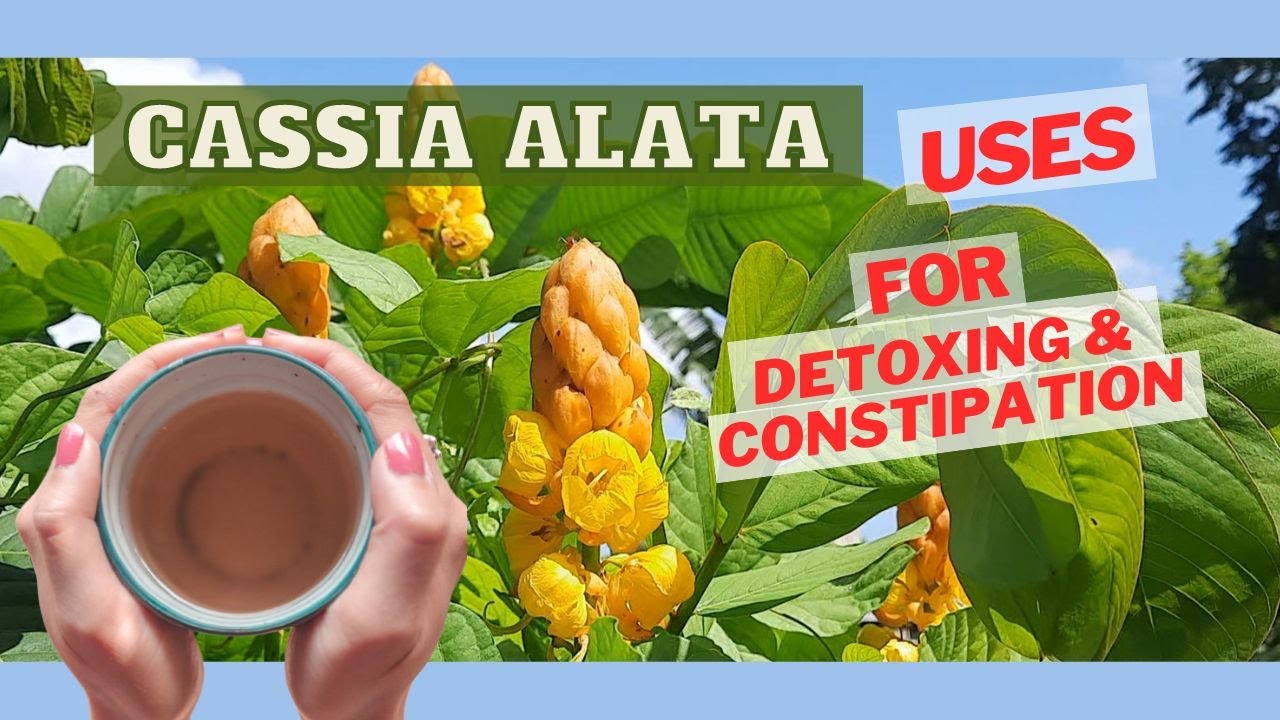 One of the Best CONSTIPATION Home Remedy & DETOX using Cassia Alata (Candle Bush) / Earth's Medicine
