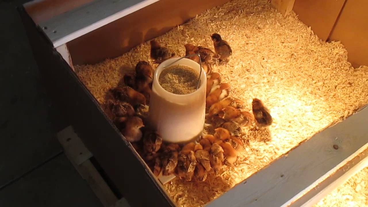 How to Set Up a Brooder for Chicks