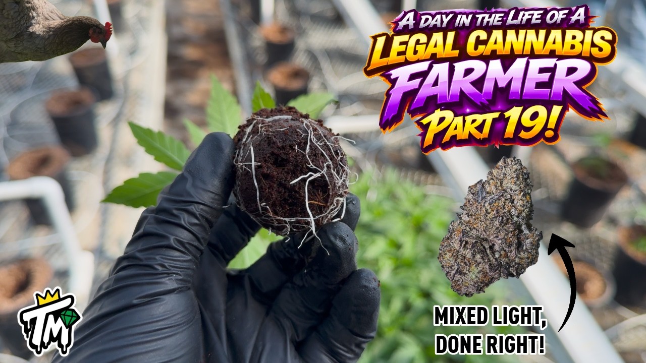 A day in the life of a Legal Cannabis Farmer, Part 19!