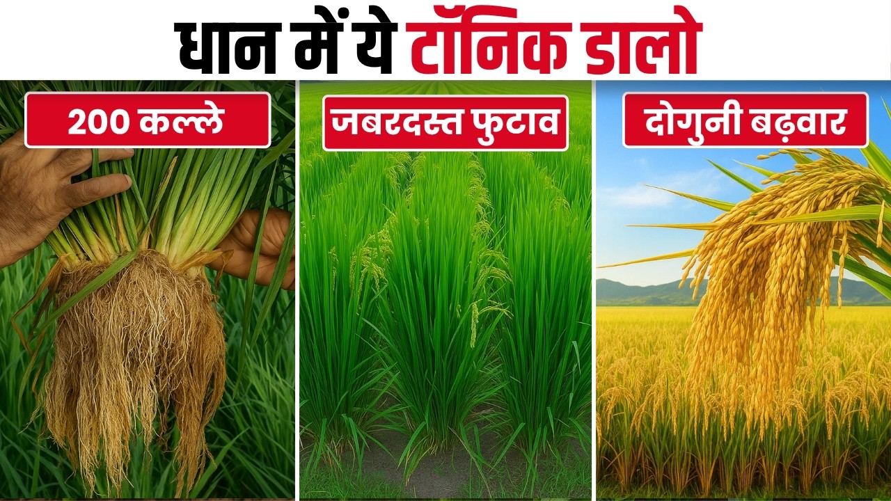 धान में बस ये 1 स्प्रे बालियां होंगी दोगुनी लंबी और दानों से लदी, 20 दिन बाद ये 1 चीज दो, 200 कल्ले