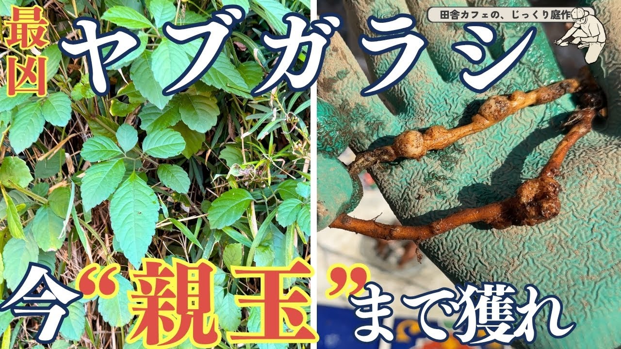 【冬前が最大のチャンス‼】カフェのヤブガラシ対策！貯蔵タンクの根塊まで取って根絶やしに！しかも楽しい☆