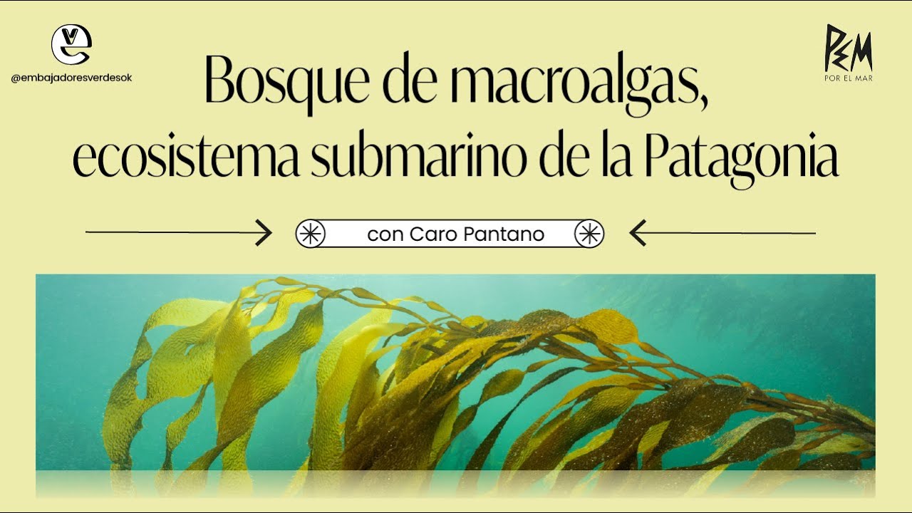 Bosque de macroalgas, ecosistema submarino de la patagonia - EV junto a PEM