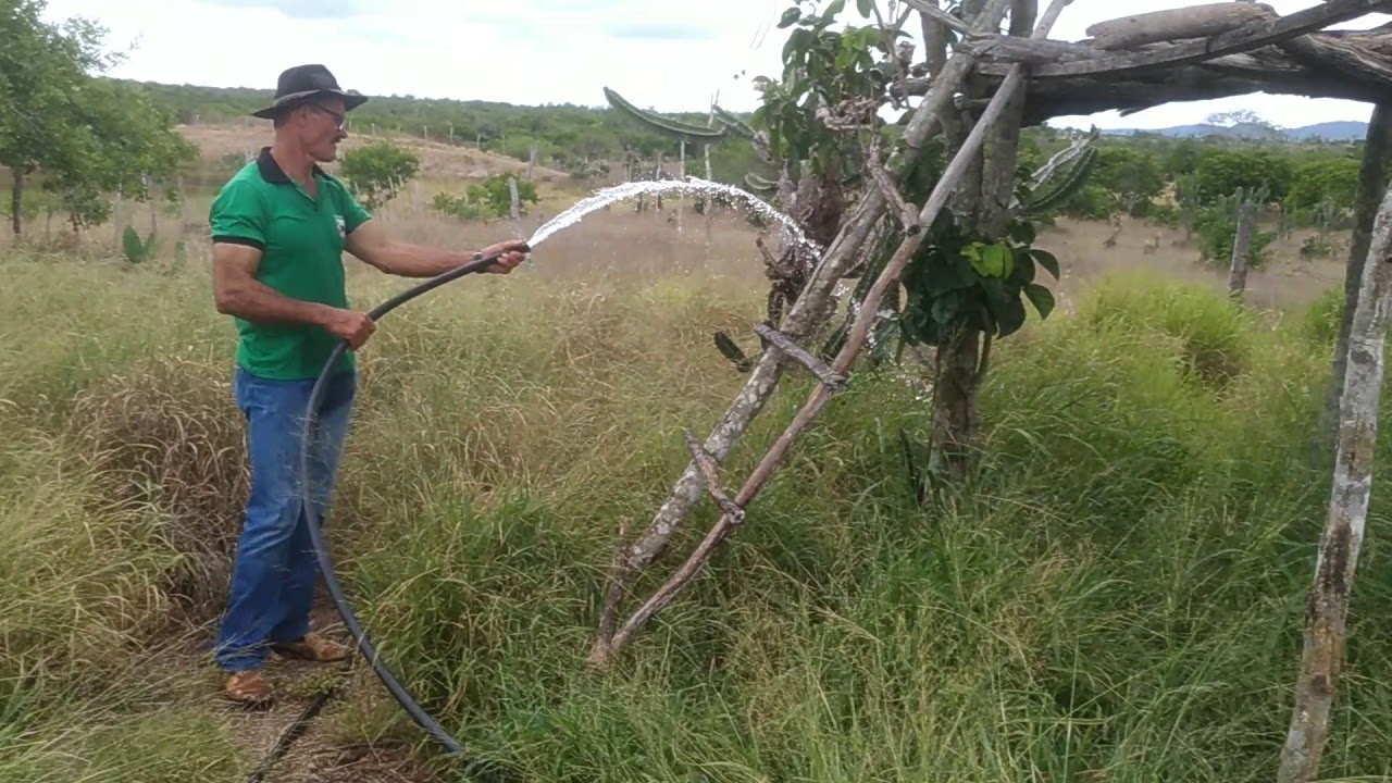 Molhando capim pangola de semente (sempre verde) com agua salobra