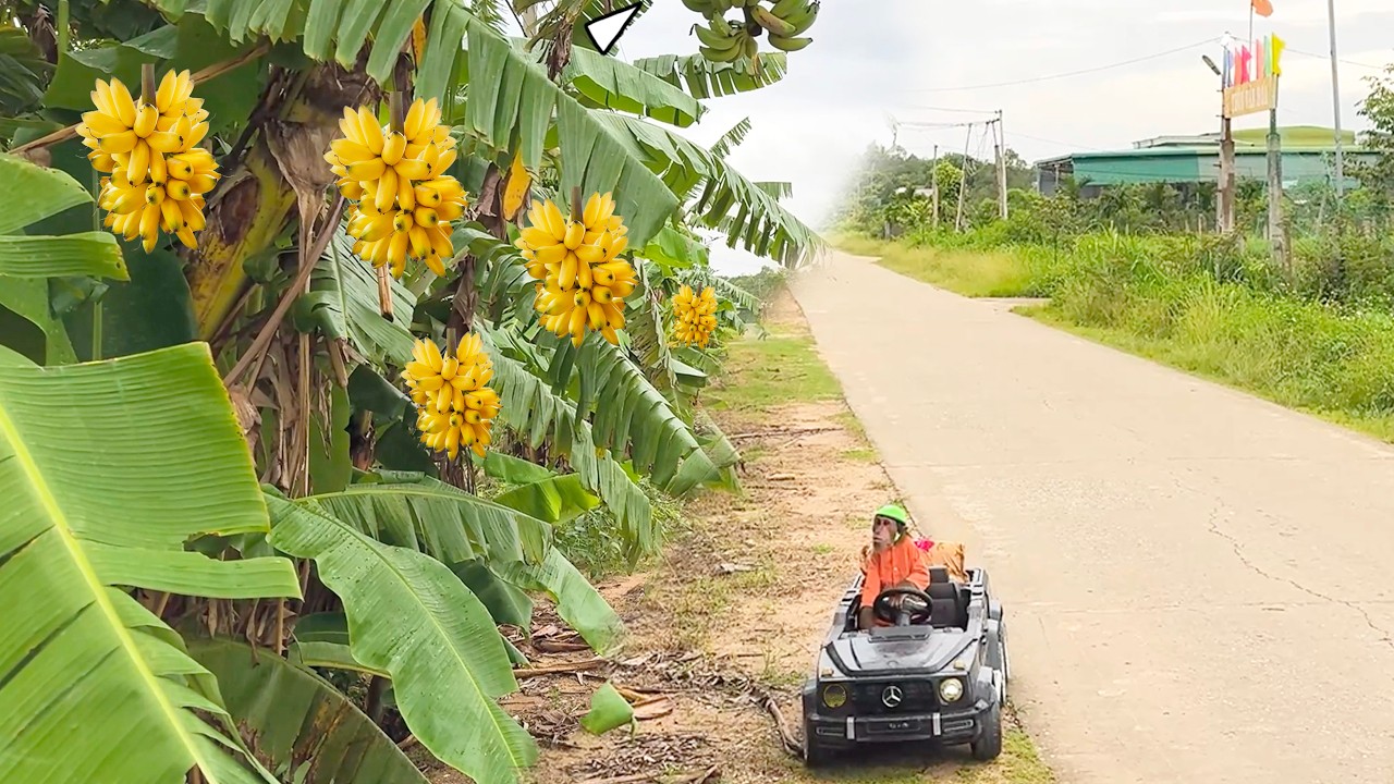 CUTIS Drives a Supercar to Harvest Bananas and Sell Them