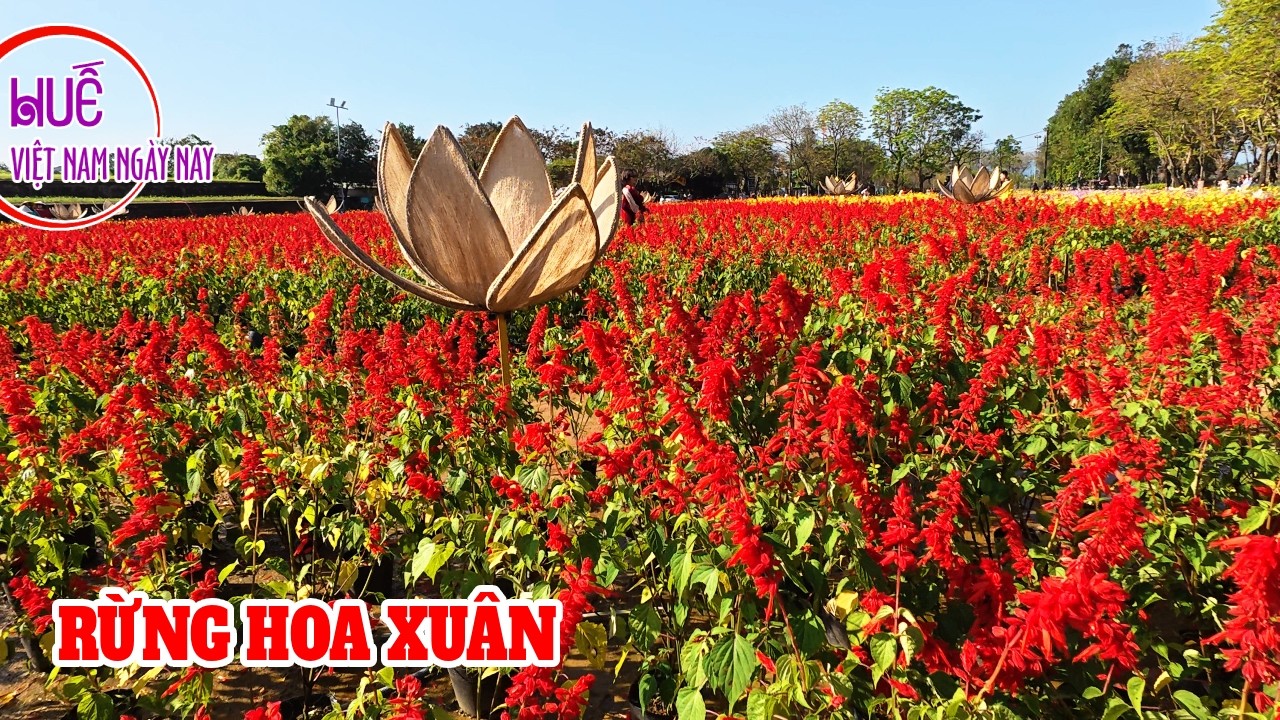 Người Huế đi chơi Xuân - Đi dạo ngắm cảnh phố phường trong Thành Nội và tặng quà chúc mừng năm mới