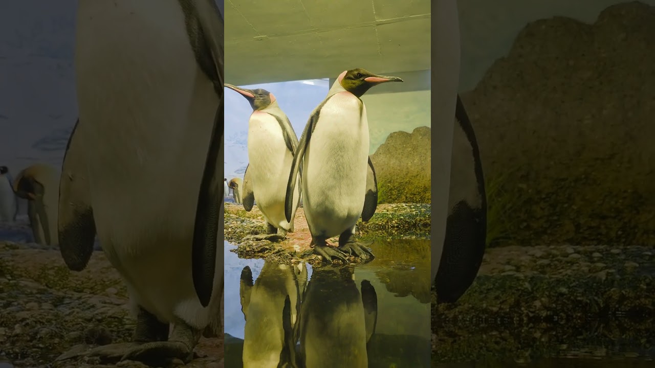 #zoo #zurich Affe und Pinguine #switzerland #animals #shortvideo