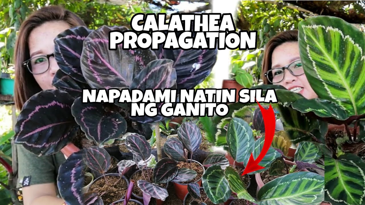 PAANO MAGPARAMI NG HALAMANG CALATHEA/PRAYER PLANT|Grace J. M