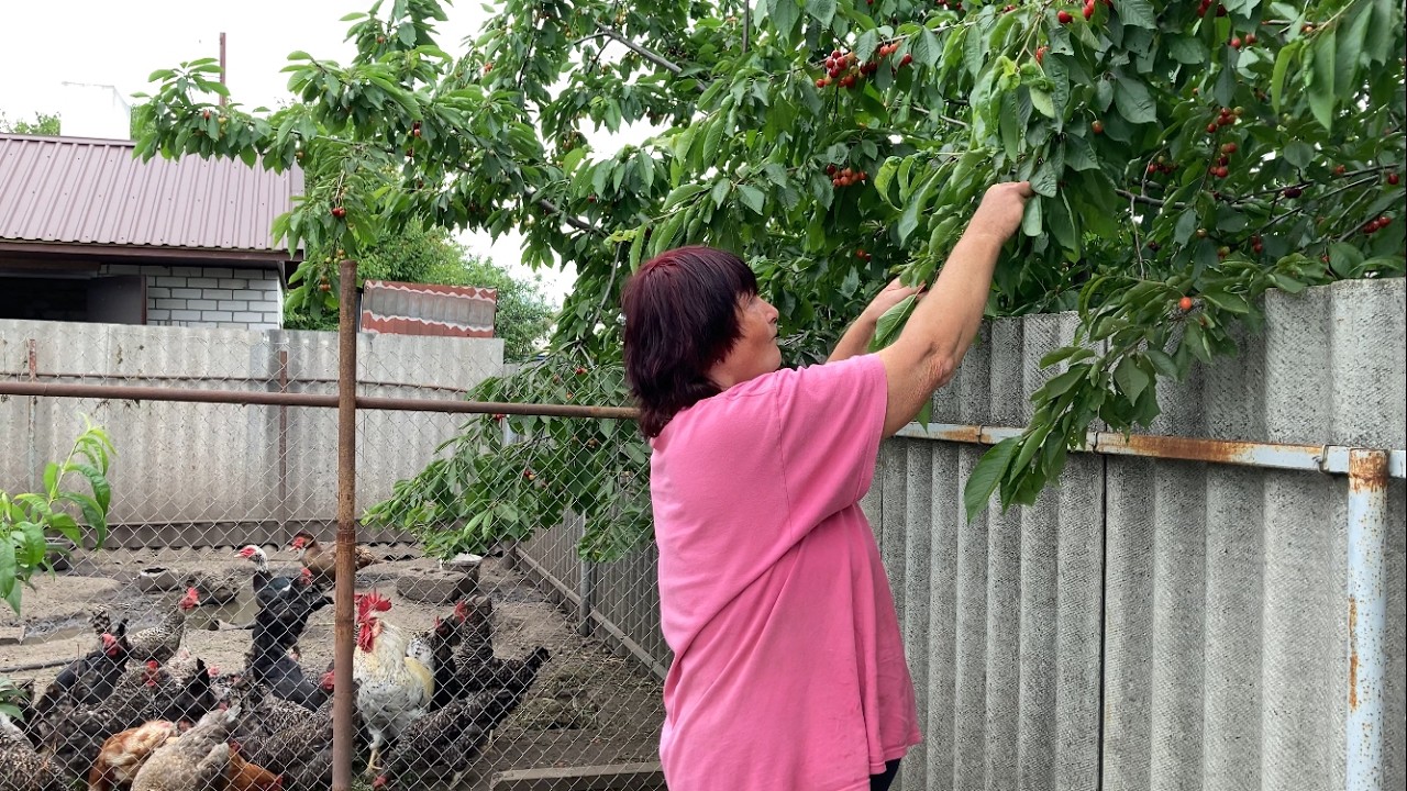 Fresh Potatoes with Cracklings, Strawberry Harvest & Garden Work 🌿 Real Ukrainian Village Life