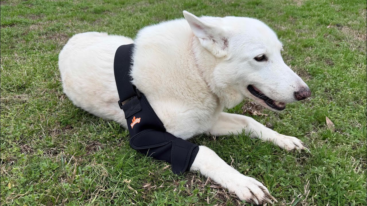 Helping My German Shepherd with Arthritis | NeoAlly Dog Elbow Brace Review