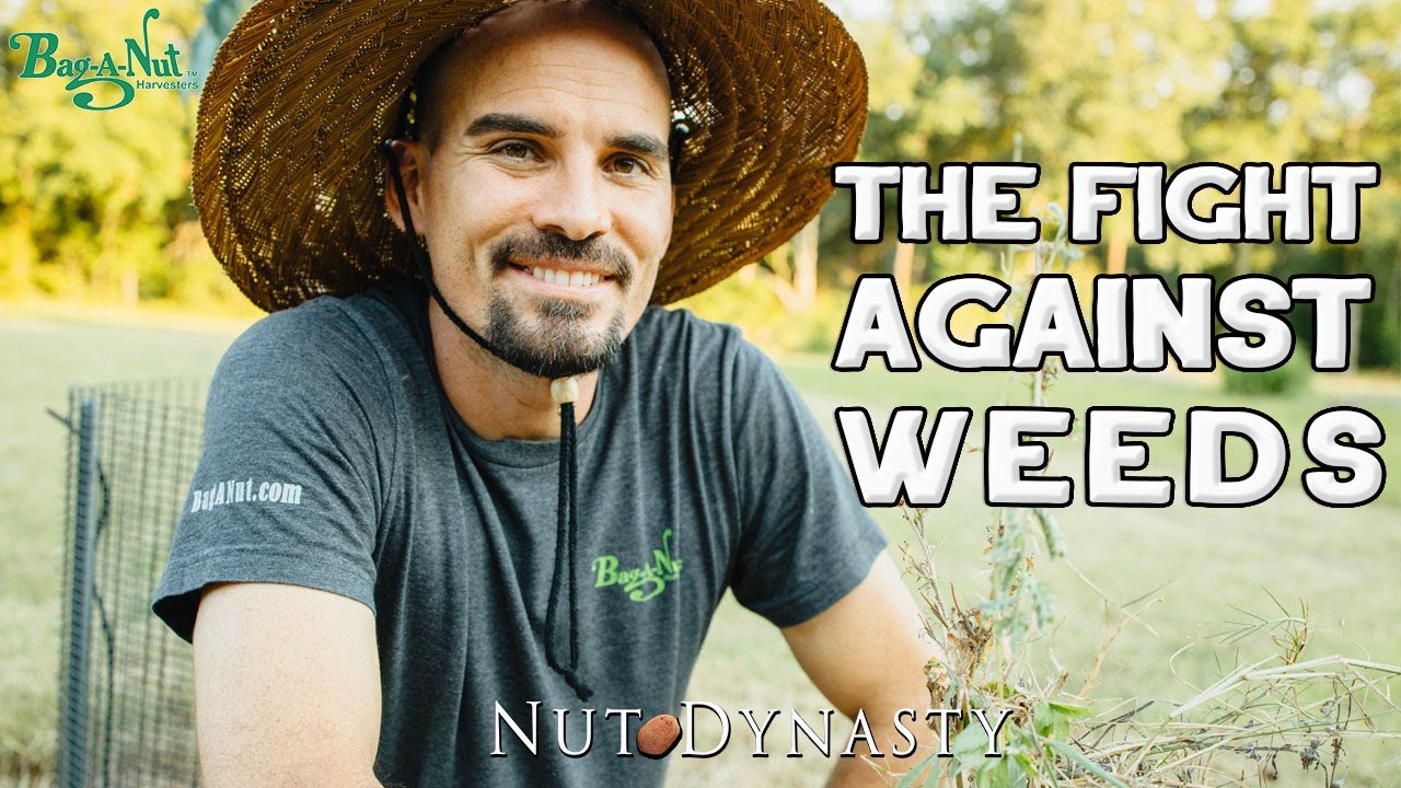 Weed Control On Your Pecan Nut Tree Orchard