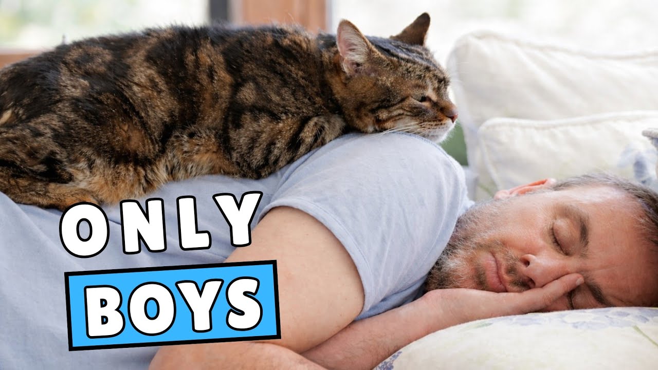 If Your Male Cat Sleeps With You&hellip; This Is What It REALLY Means
