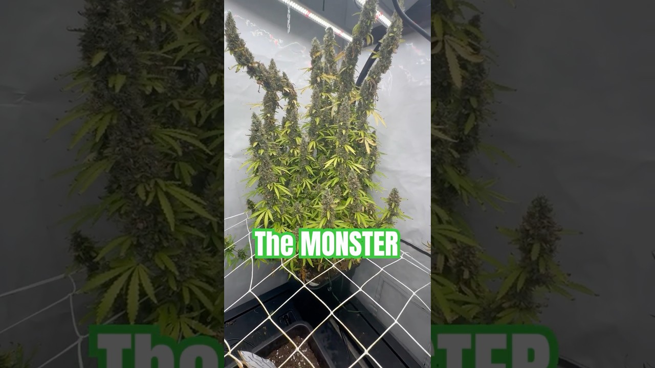 The MONSTER 🥦🌱🪴🥦#plants #shortvideo #shorts #short #video #viral #reels #video #viral #shorts